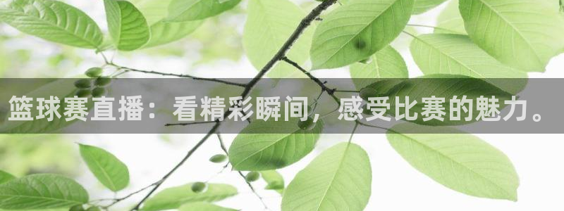 篮球赛直播：看精彩瞬间，感受比赛的魅力。
