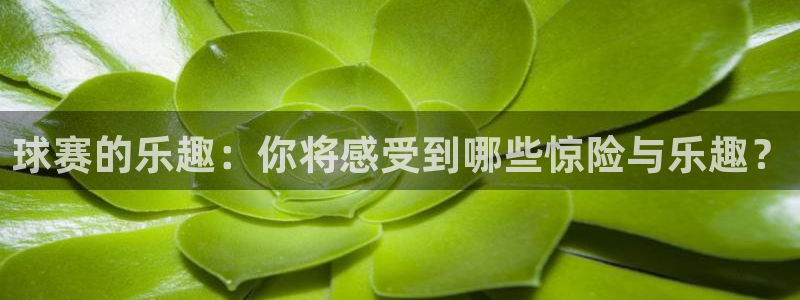 易游戏交易官网：球赛的乐趣：你将感受到哪些惊险与乐趣？
